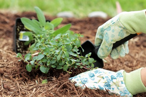 A close-up of gardening hands wearing patterned gardening gloves, carefully planting a small, leafy shrub into a prepared bed with rich, dark soil. The shrub has dense, green foliage and is being positioned between other greenery in a well-maintained garden space, possibly part of a landscaped backyard in Parsons Green. Surrounding the planting area, the garden features a neat lawn with healthy, green grass, bordered by a layer of mulch or soil. The background shows a blurred view of an outdoor garden environment, emphasizing the focus on the planting activity. This scene highlights routine gardening work, such as planting and soil preparation, consistent with professional gardening services provided by companies like Gardening Services Parsons Green, aimed at enhancing outdoor spaces for homeowners in the local area.